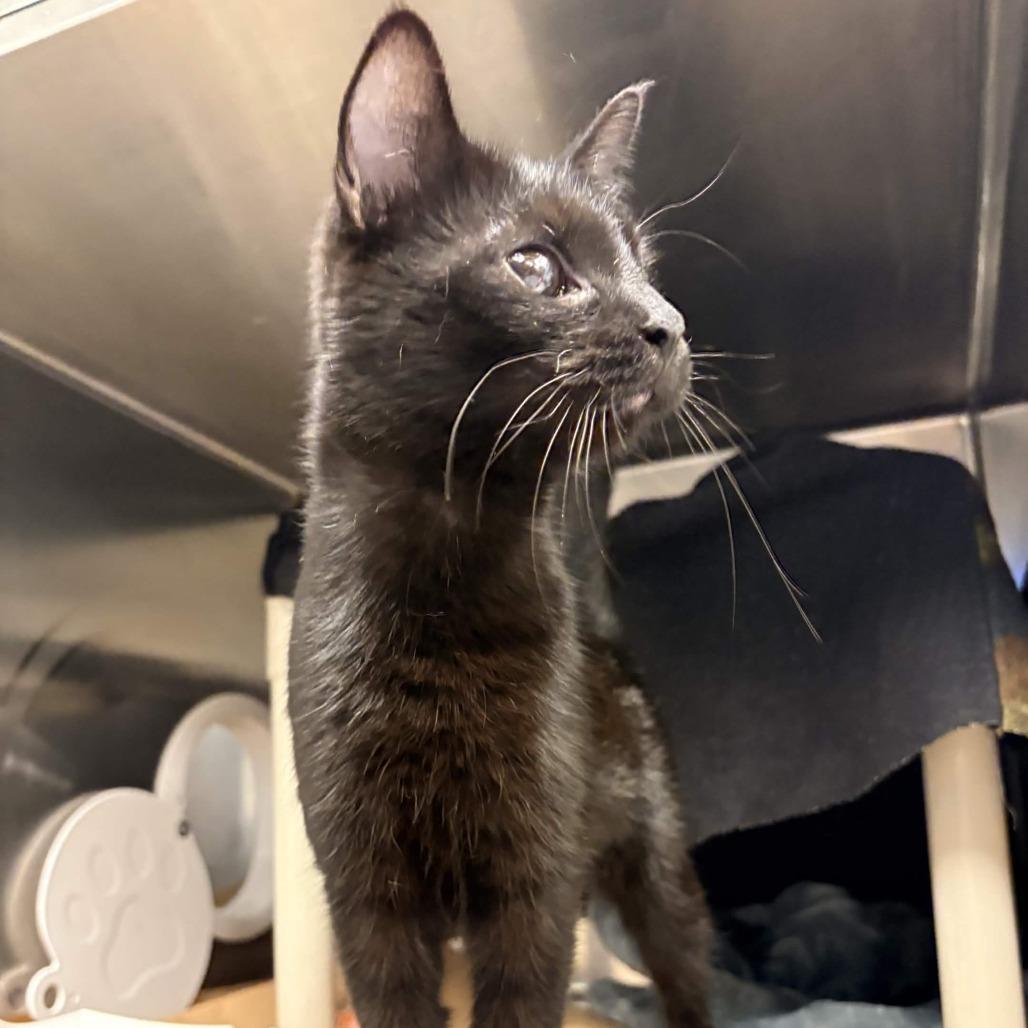 Enlarge Nightwing, a Adoptable Domestic Short Hair in Greenville, SC image 6/6