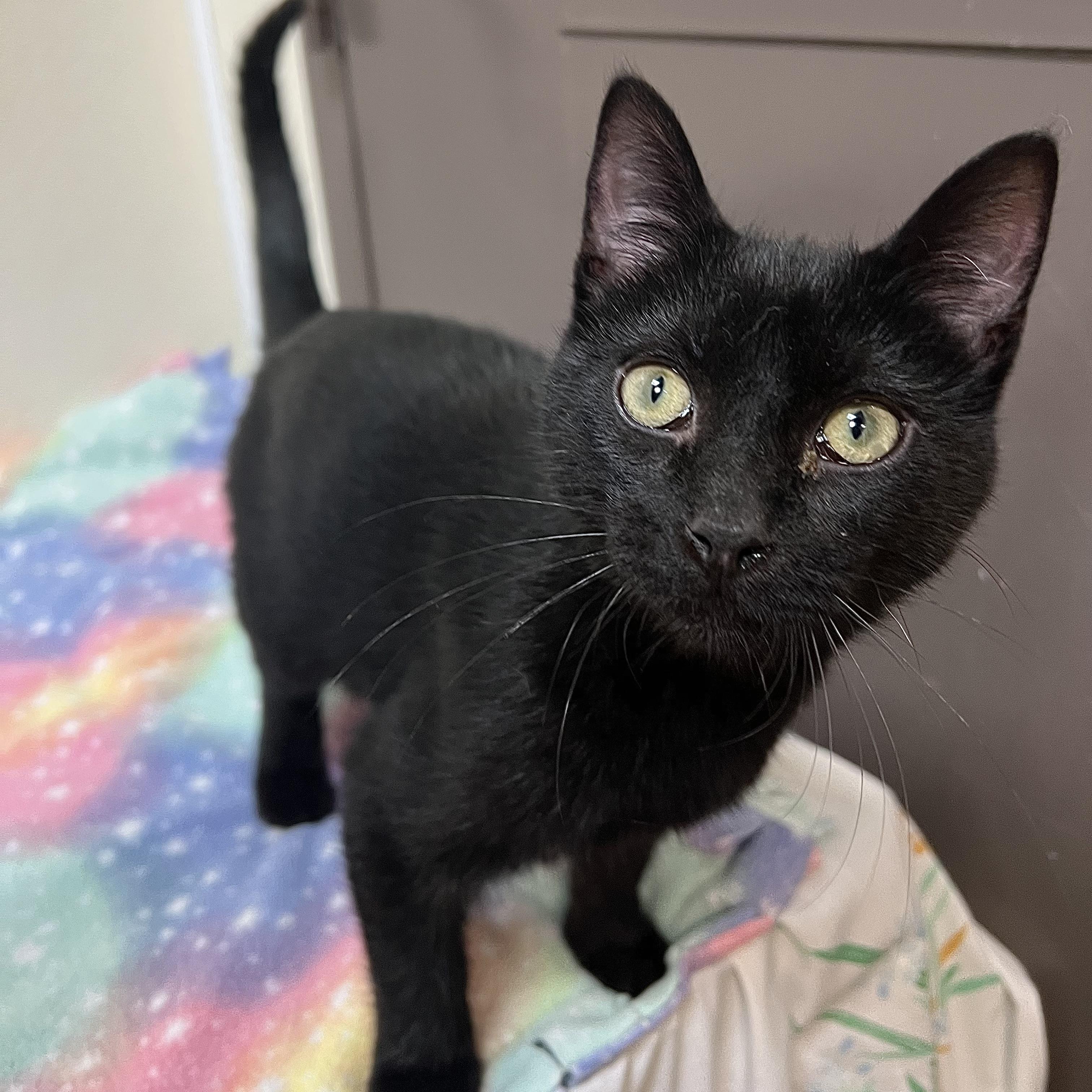 Void **NO FEE** (Sponsored by a John Jensen), Adoptable, Young Male Domestic Short Hair.