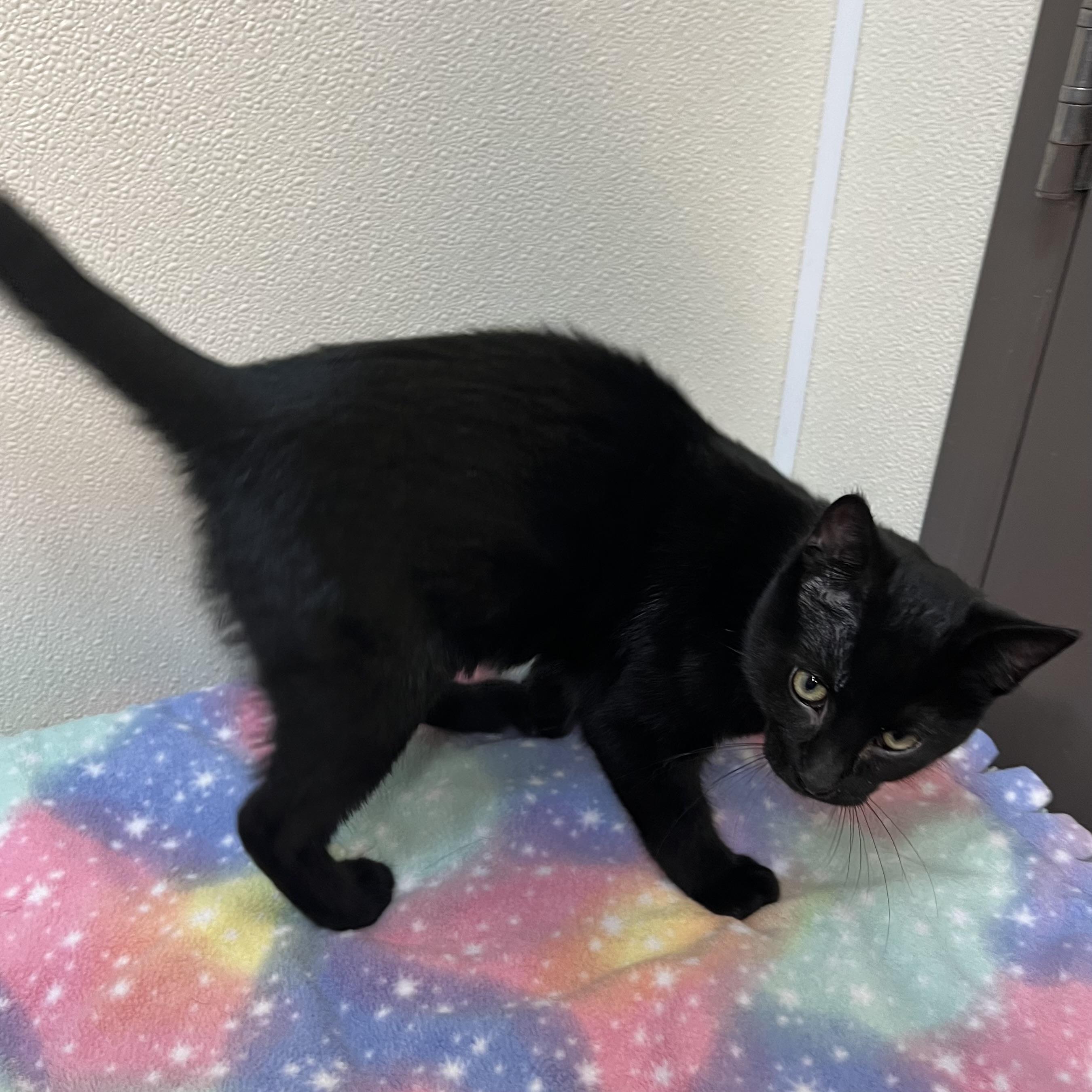 Void **NO FEE** (Sponsored by a John Jensen)