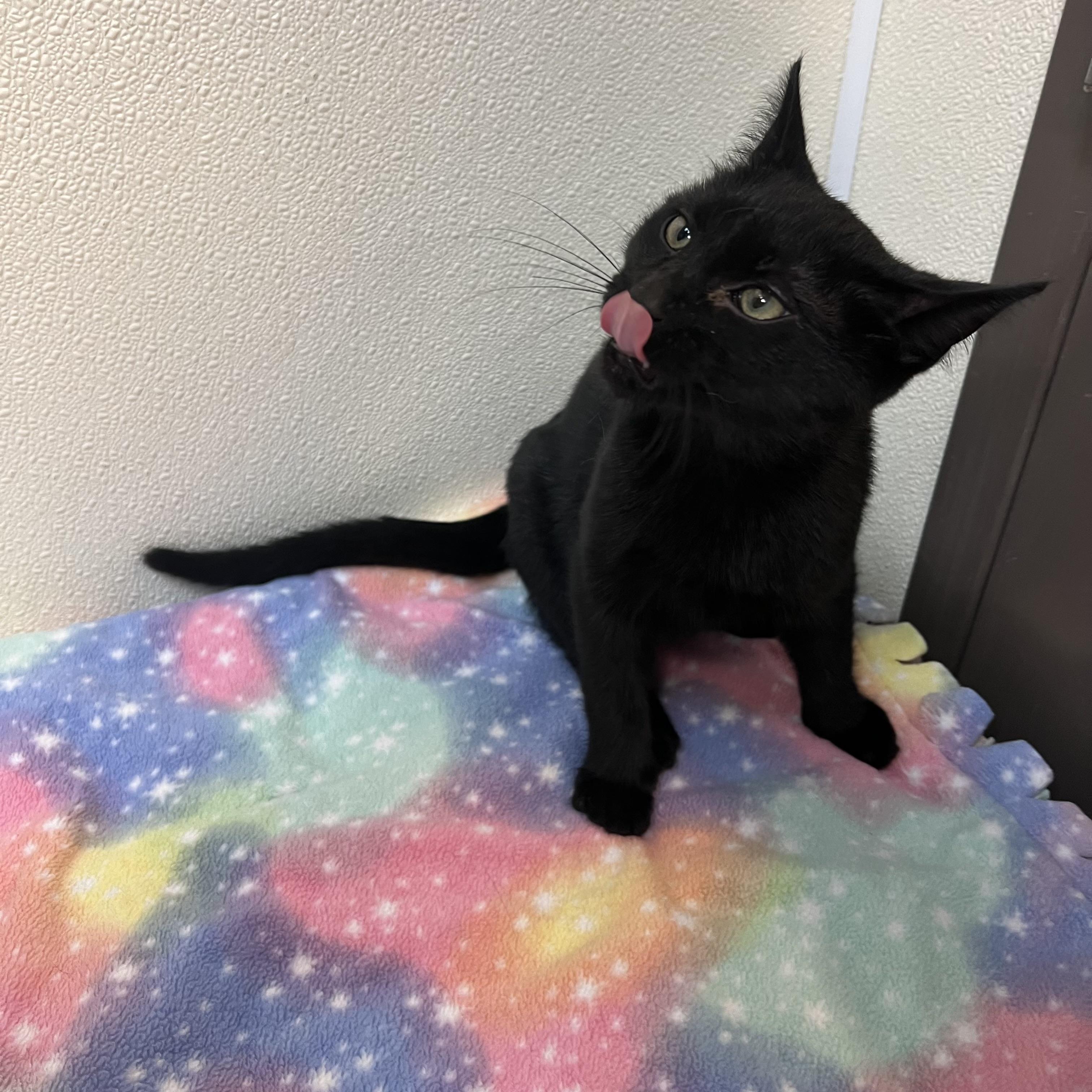 Void **NO FEE** (Sponsored by a John Jensen)