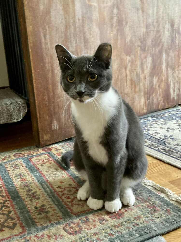 Enlarge Fannie, a Adoptable Domestic Short Hair in Ferndale, MI image 1/4