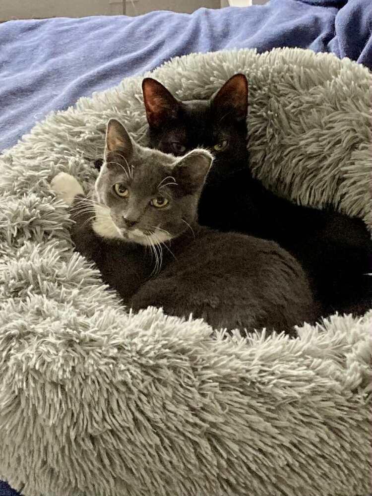 Enlarge Fannie, a Adoptable Domestic Short Hair in Ferndale, MI image 3/4