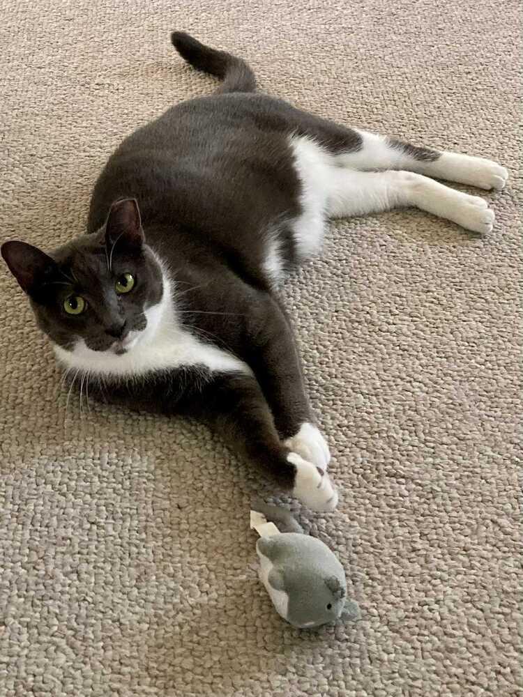 Enlarge Fannie, a Adoptable Domestic Short Hair in Ferndale, MI image 4/4