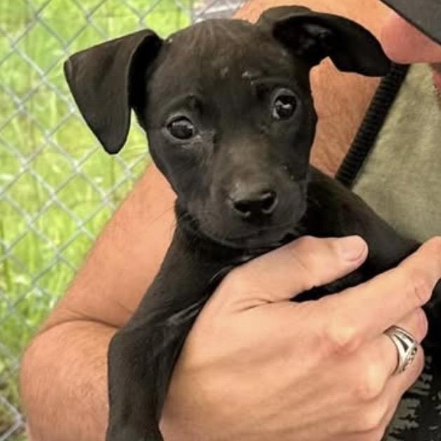 Nyxie, ADOPTABLE, Puppy Female Pit Bull Terrier.