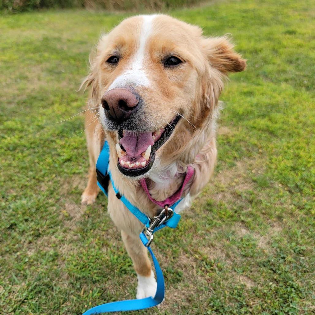 Danny, Adoptable, Adult Male Border Collie & Golden Retriever.