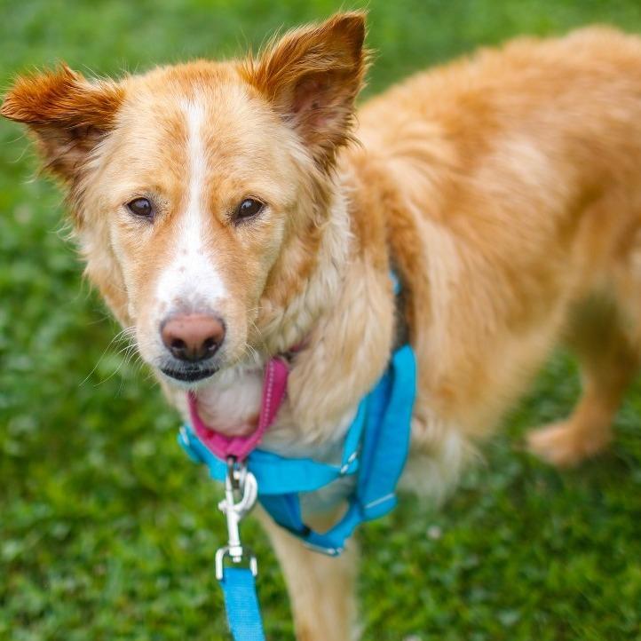 Danny, a Adoptable mixed breed in Dover, NH image 2/6