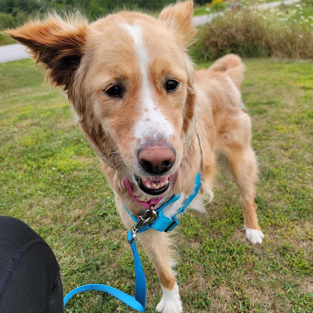 Danny, a Adoptable mixed breed in Dover, NH image 3/6
