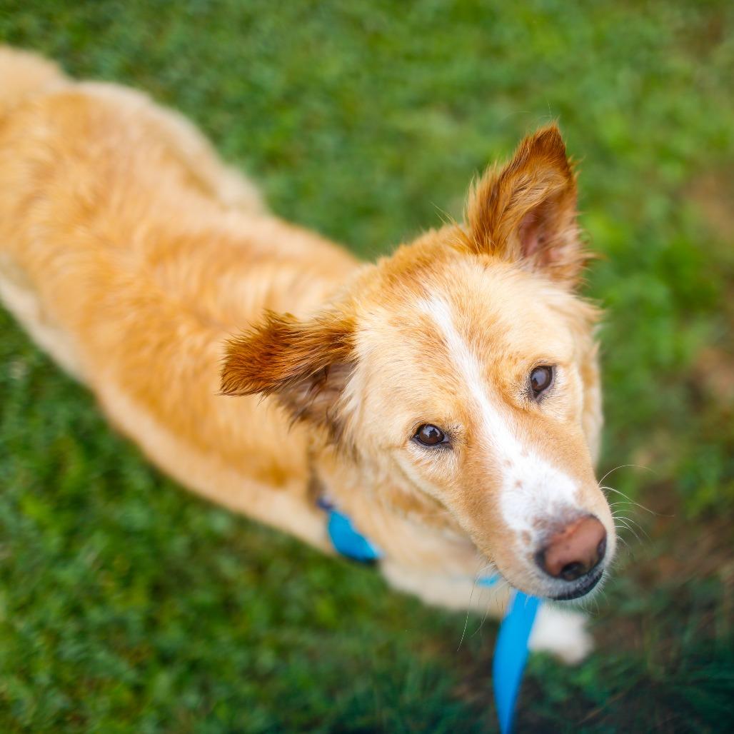 Danny, a Adoptable mixed breed in Dover, NH image 4/6