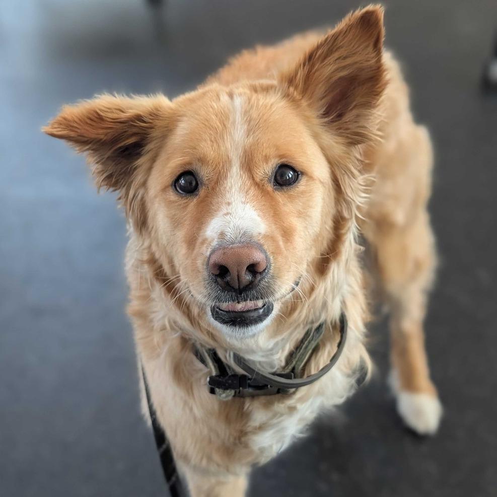 Danny, a Adoptable mixed breed in Dover, NH image 5/6