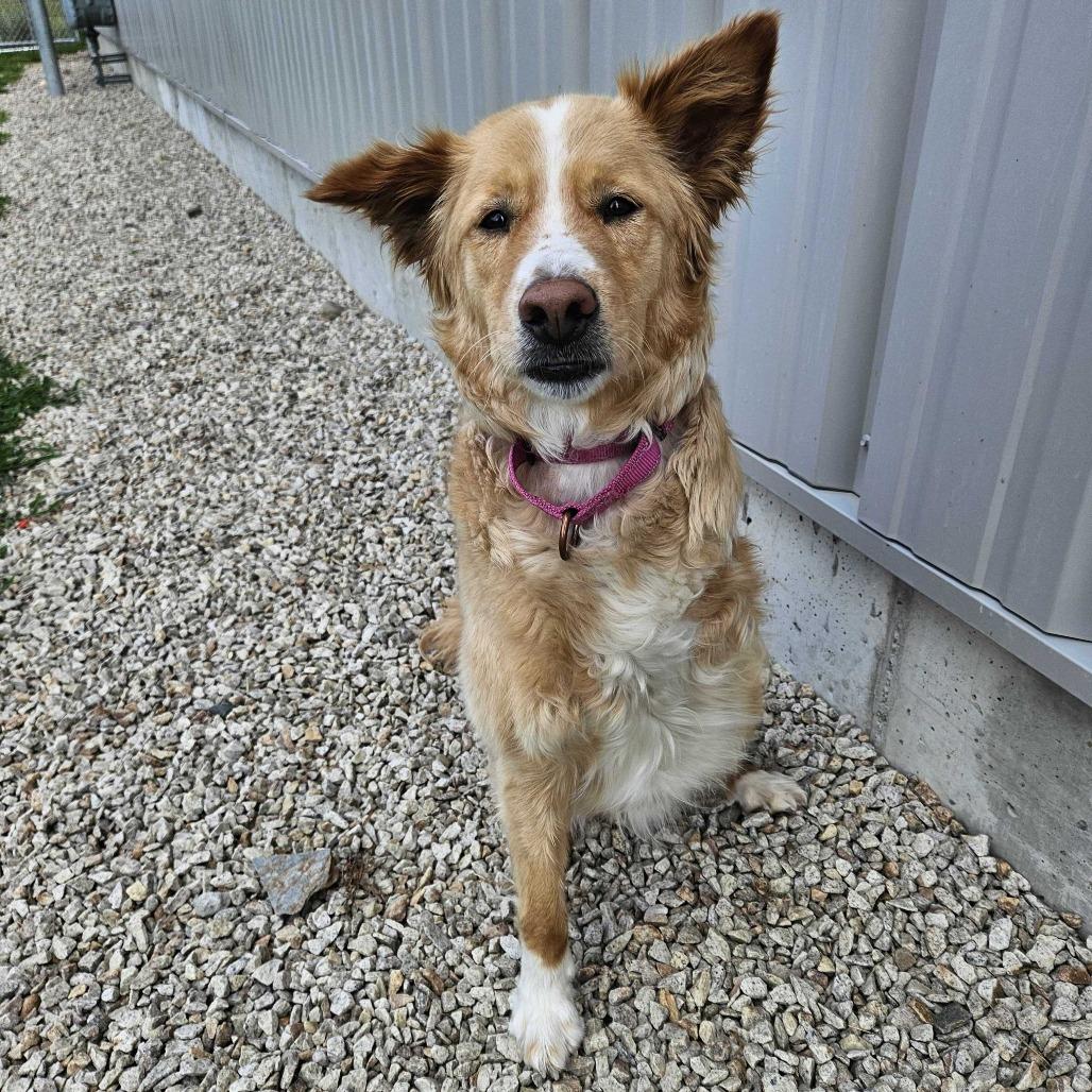 Danny, a Adoptable mixed breed in Dover, NH image 6/6