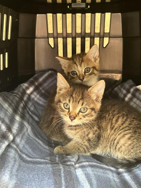 A798794, Adoptable, Kitten Female Domestic Short Hair.
