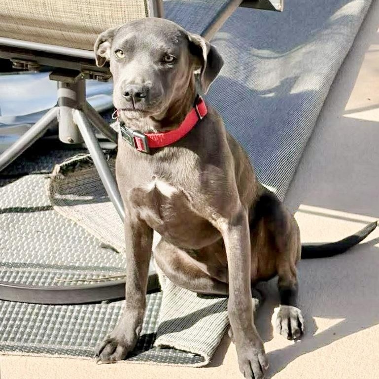 Enlarge Huck, a Adoptable mixed breed in Hartford, CT image 3/6