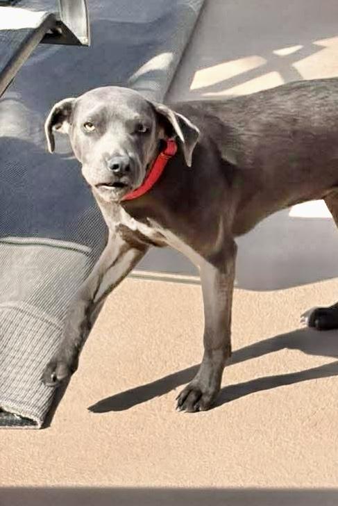 Enlarge Huck, a Adoptable mixed breed in Hartford, CT image 5/6