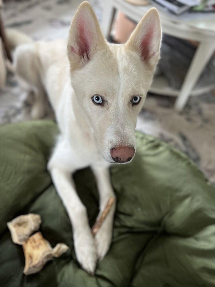Enlarge Zeus 2 (TX), a Adoptable Husky in New York, NY image 2/3