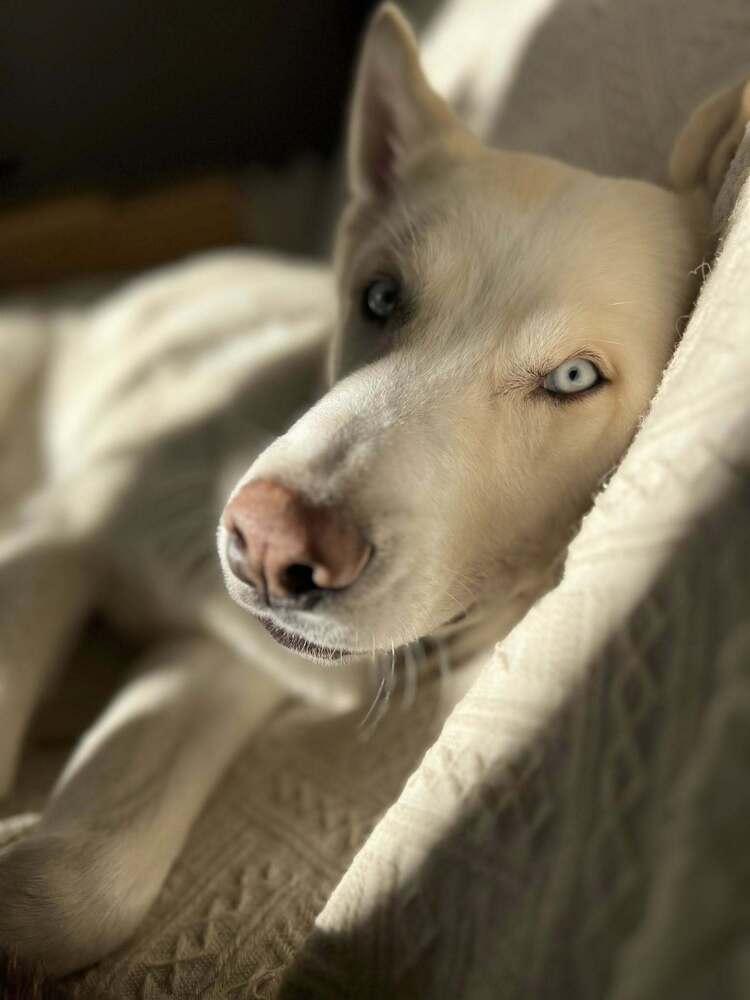 Enlarge Zeus 2 (TX), a Adoptable Husky in New York, NY image 3/3