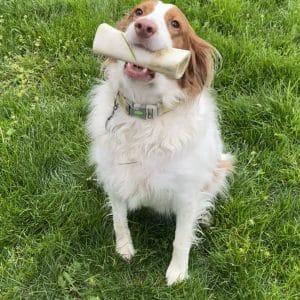 Enlarge KATY     #20043975  Kansas, a ADOPTABLE Brittany Spaniel in Sugar Grove, IL image 3/3