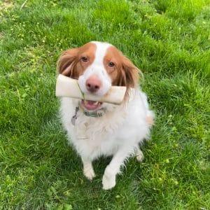 Enlarge KATY     #20043975  Kansas, a ADOPTABLE Brittany Spaniel in Sugar Grove, IL image 2/3
