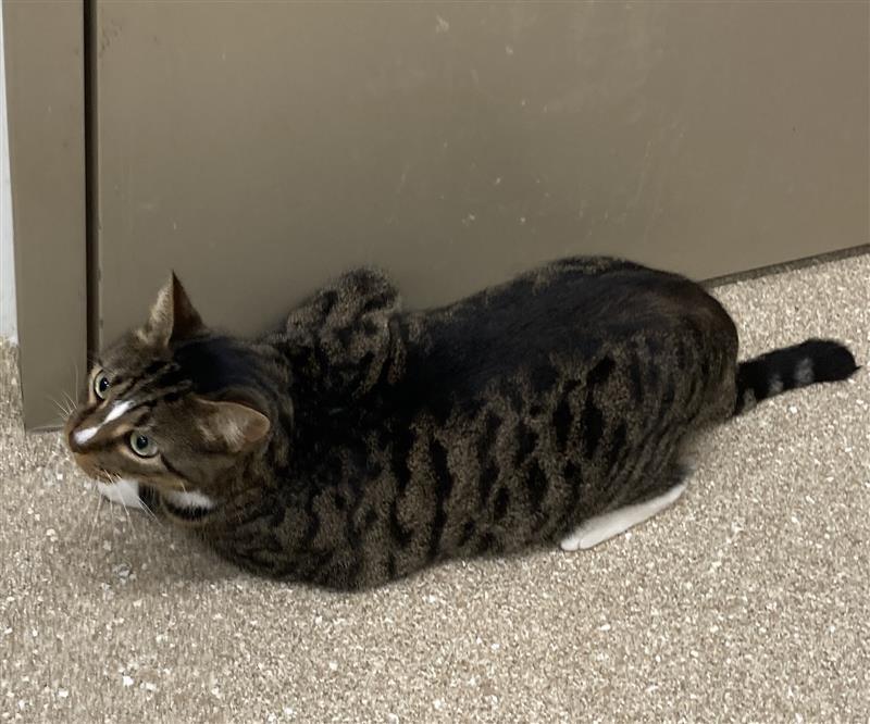 Sunset, Adoptable, Adult Male Domestic Short Hair.