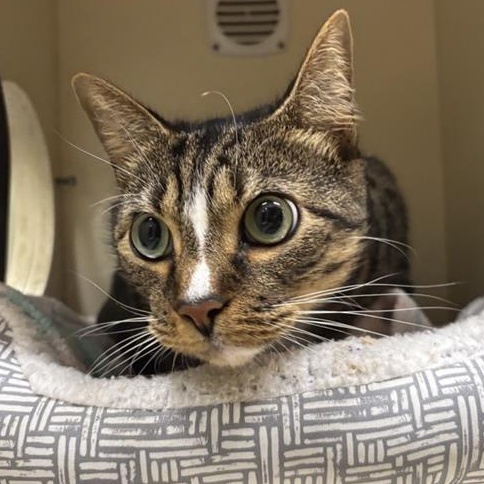 Sunset, a Adoptable Domestic Short Hair in Prince Frederick, MD image 2/4