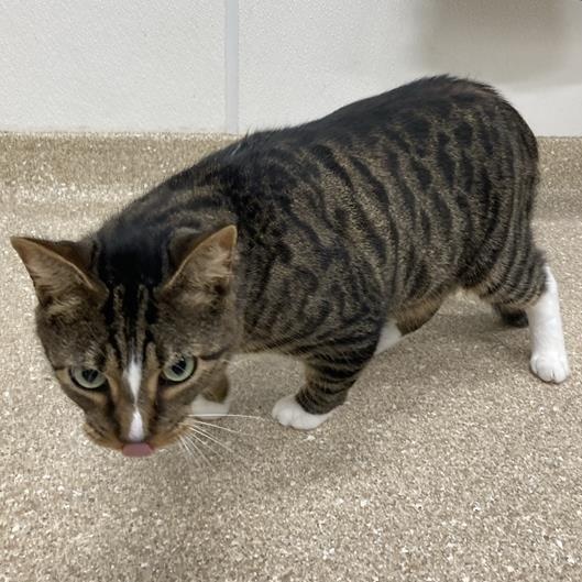 Sunset, a Adoptable Domestic Short Hair in Prince Frederick, MD image 3/4