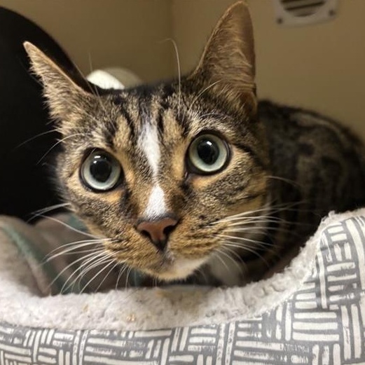 Sunset, a Adoptable Domestic Short Hair in Prince Frederick, MD image 4/4