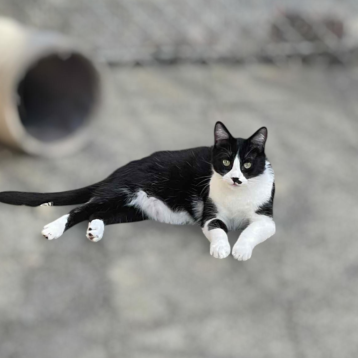 Morton, Adoptable, Young Male Domestic Short Hair.