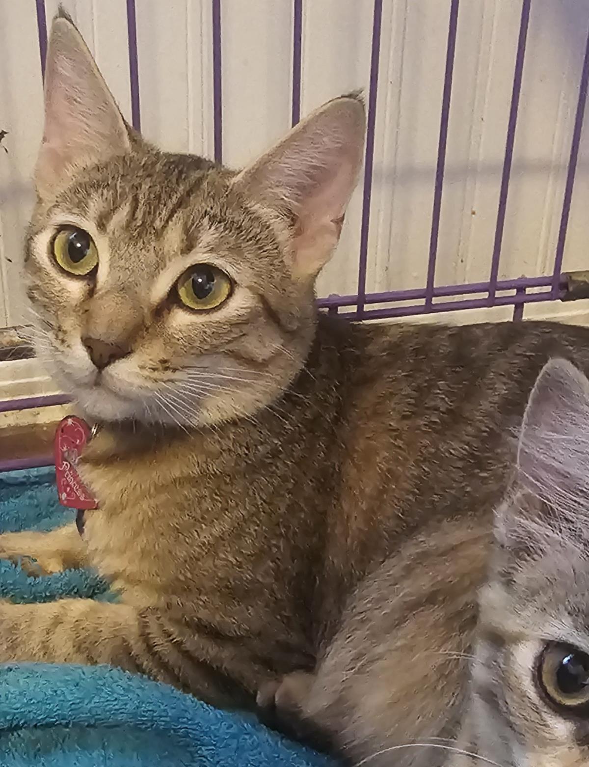 Suri Deux, Adoptable, Adult Female Domestic Short Hair & Tabby.