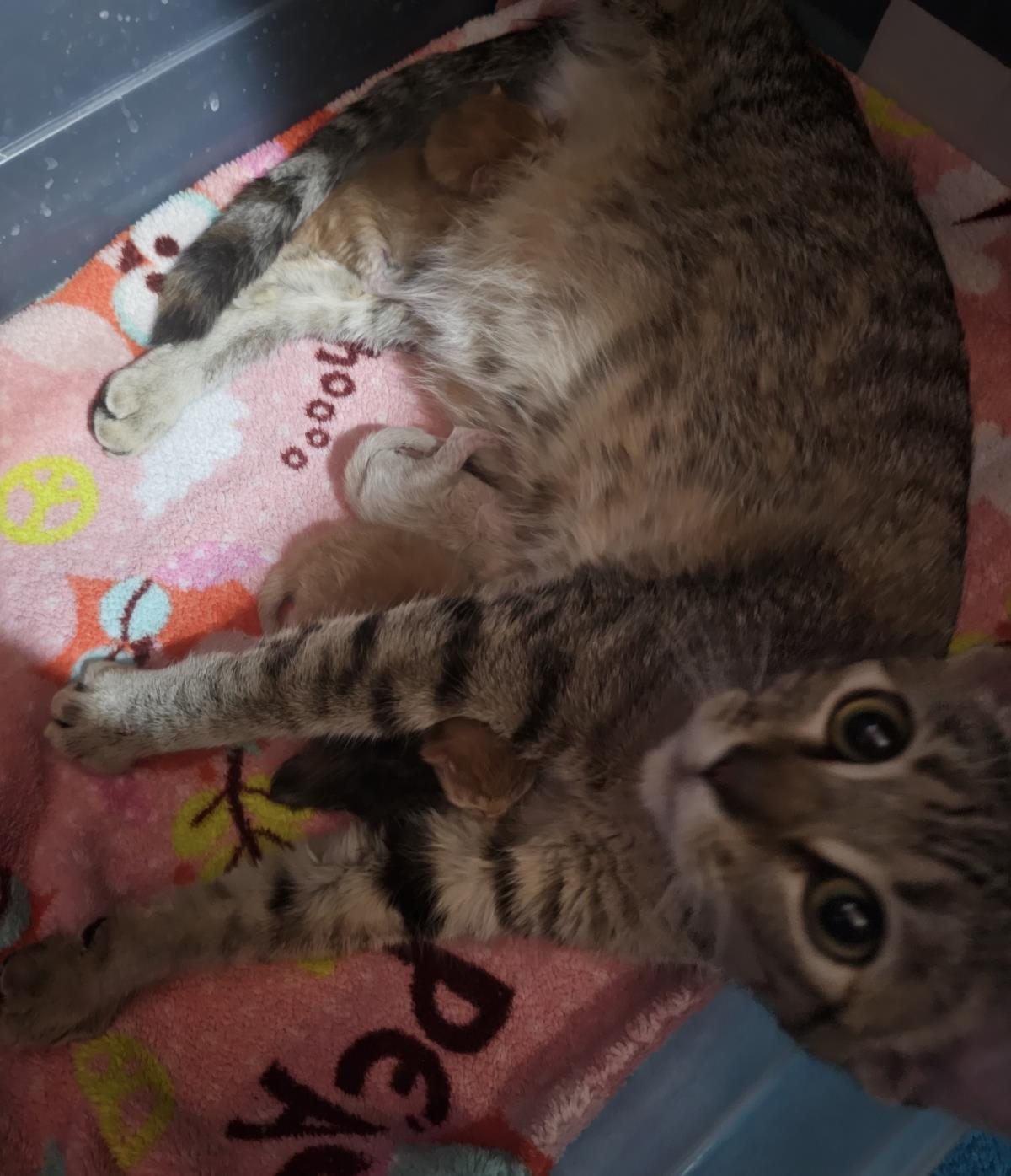 Enlarge Suri Deux, a Adoptable mixed breed in Chandler, AZ image 2/3