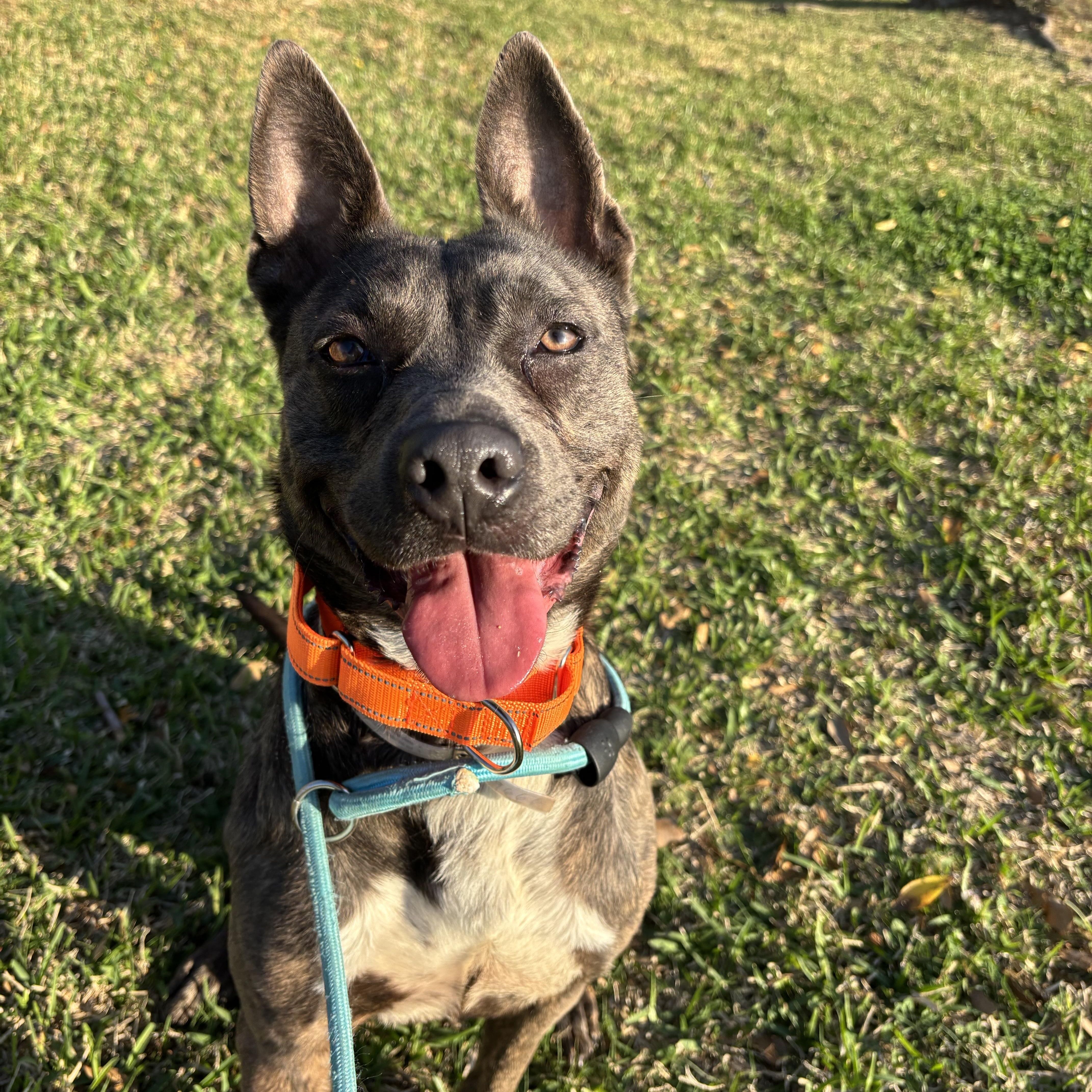 Enlarge Rajah, a Adoptable mixed breed in Pelham, NH image 4/5