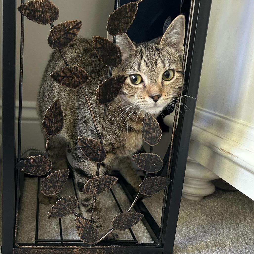 Enlarge Mothman, a Adoptable Domestic Short Hair in Winchester, VA image 1/2