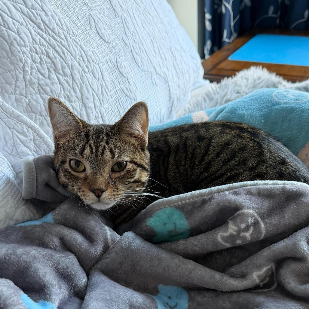 Enlarge Mothman, a Adoptable Domestic Short Hair in Winchester, VA image 2/2