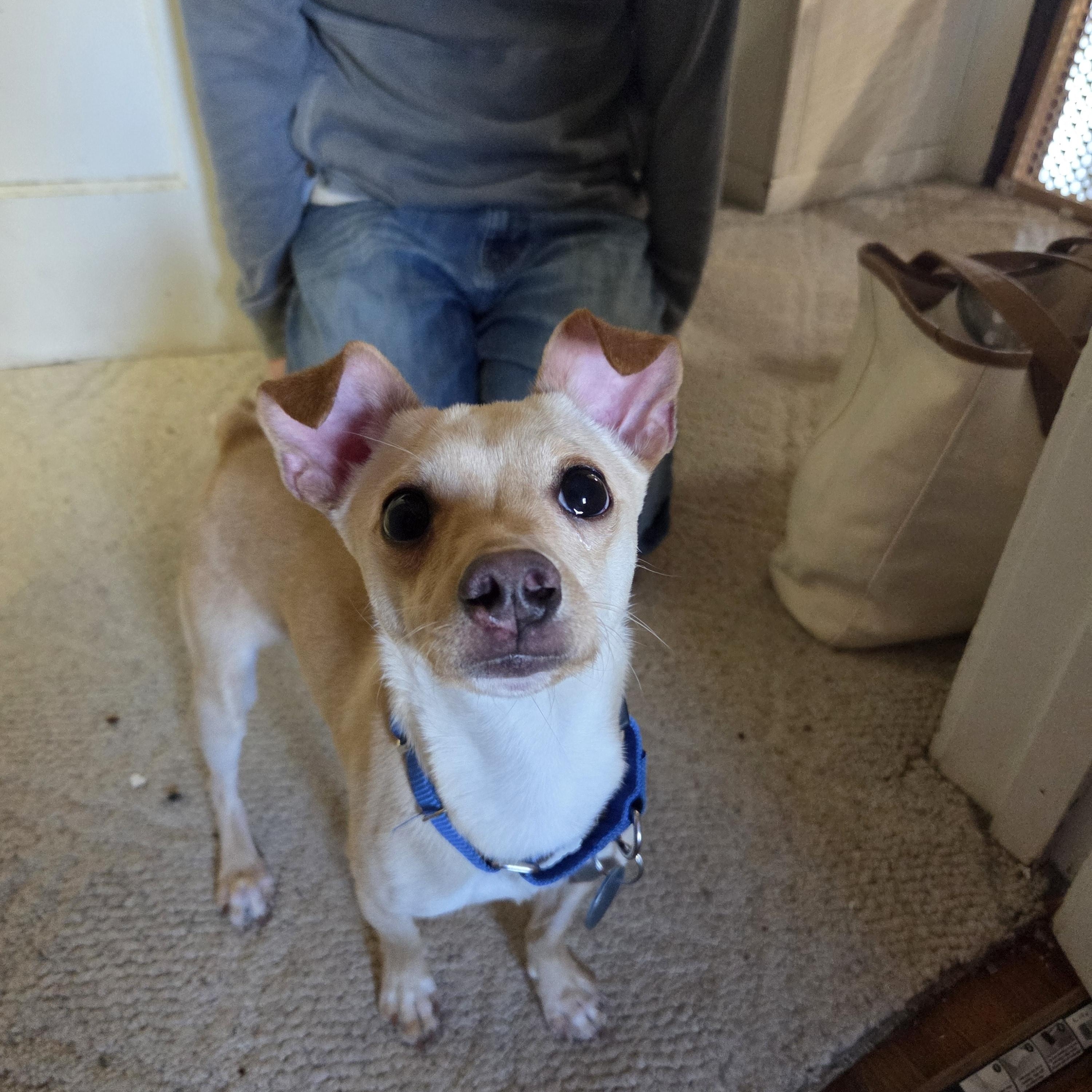 Tiny Man, adopted, Young Male Mixed Breed.
