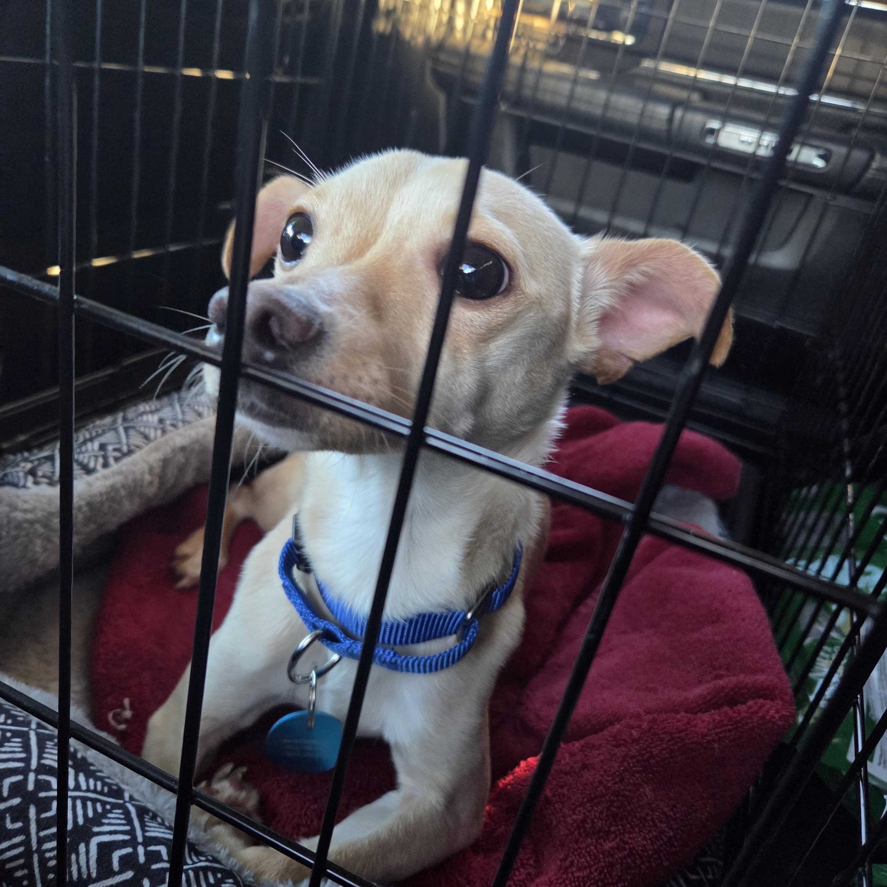 Enlarge Tiny Man, an adopted Mixed Breed in Sioux Falls, SD image 3/6