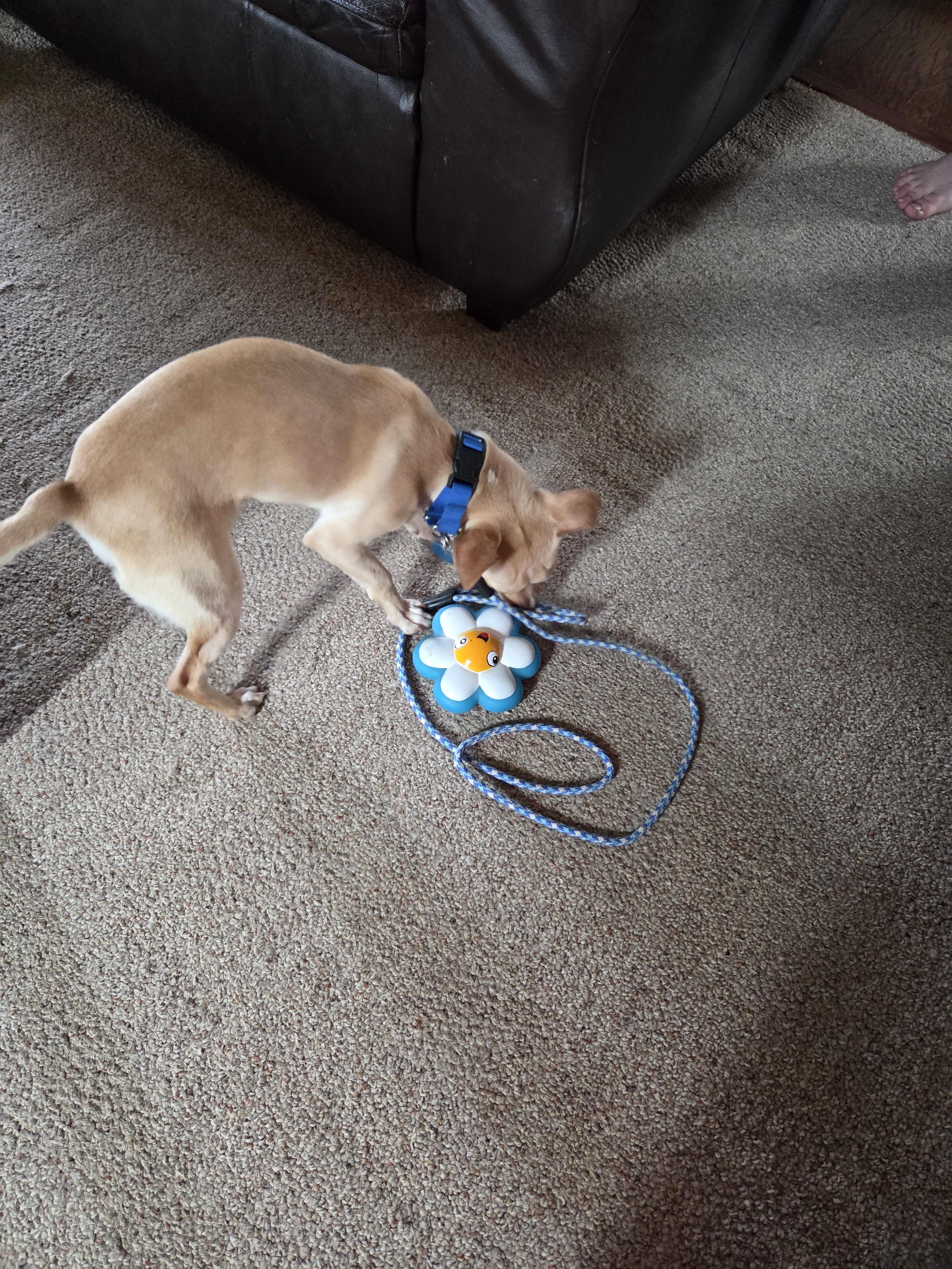 Enlarge Tiny Man, an adopted Mixed Breed in Sioux Falls, SD image 2/6