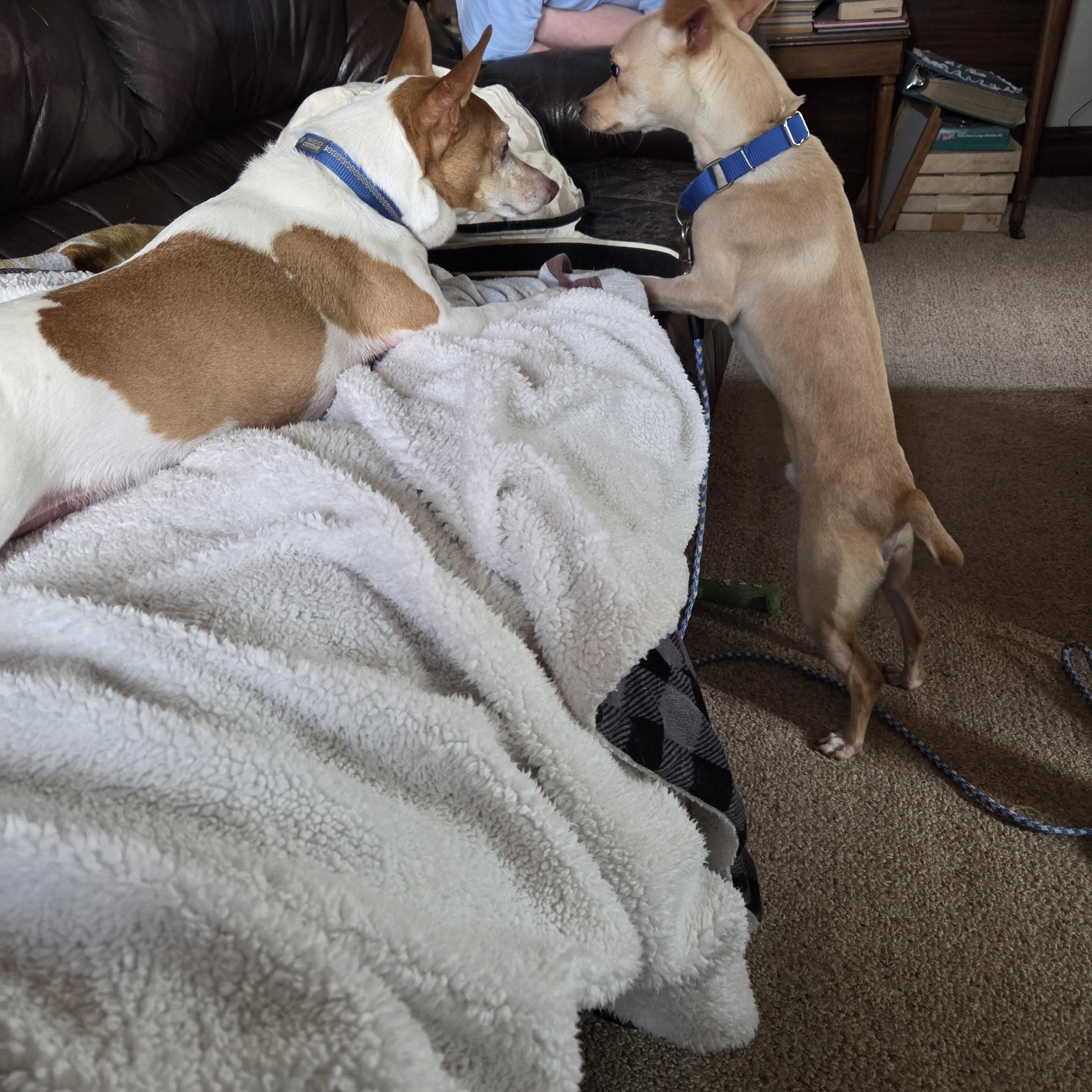 Enlarge Tiny Man, an adopted Mixed Breed in Sioux Falls, SD image 4/6