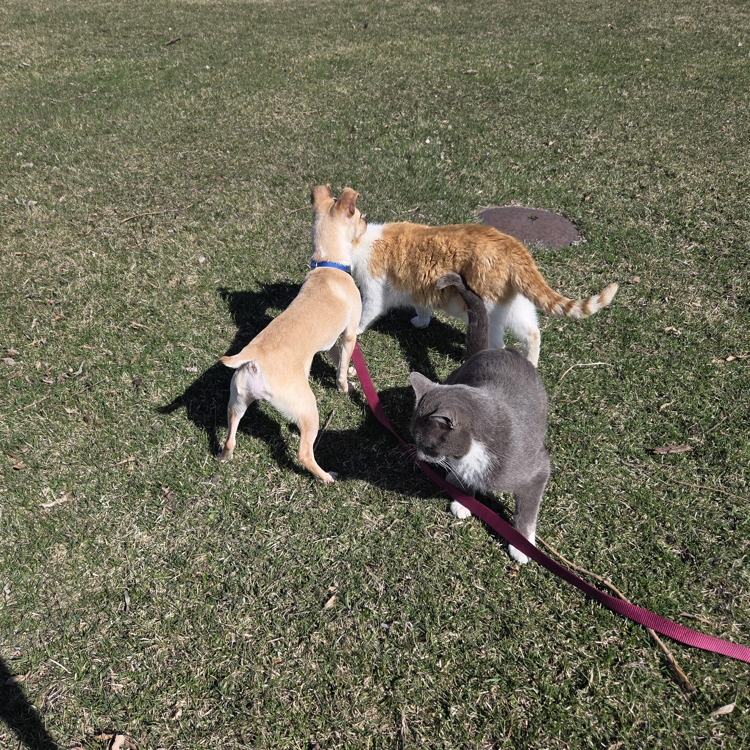 Enlarge Tiny Man, an adopted Mixed Breed in Sioux Falls, SD image 5/6