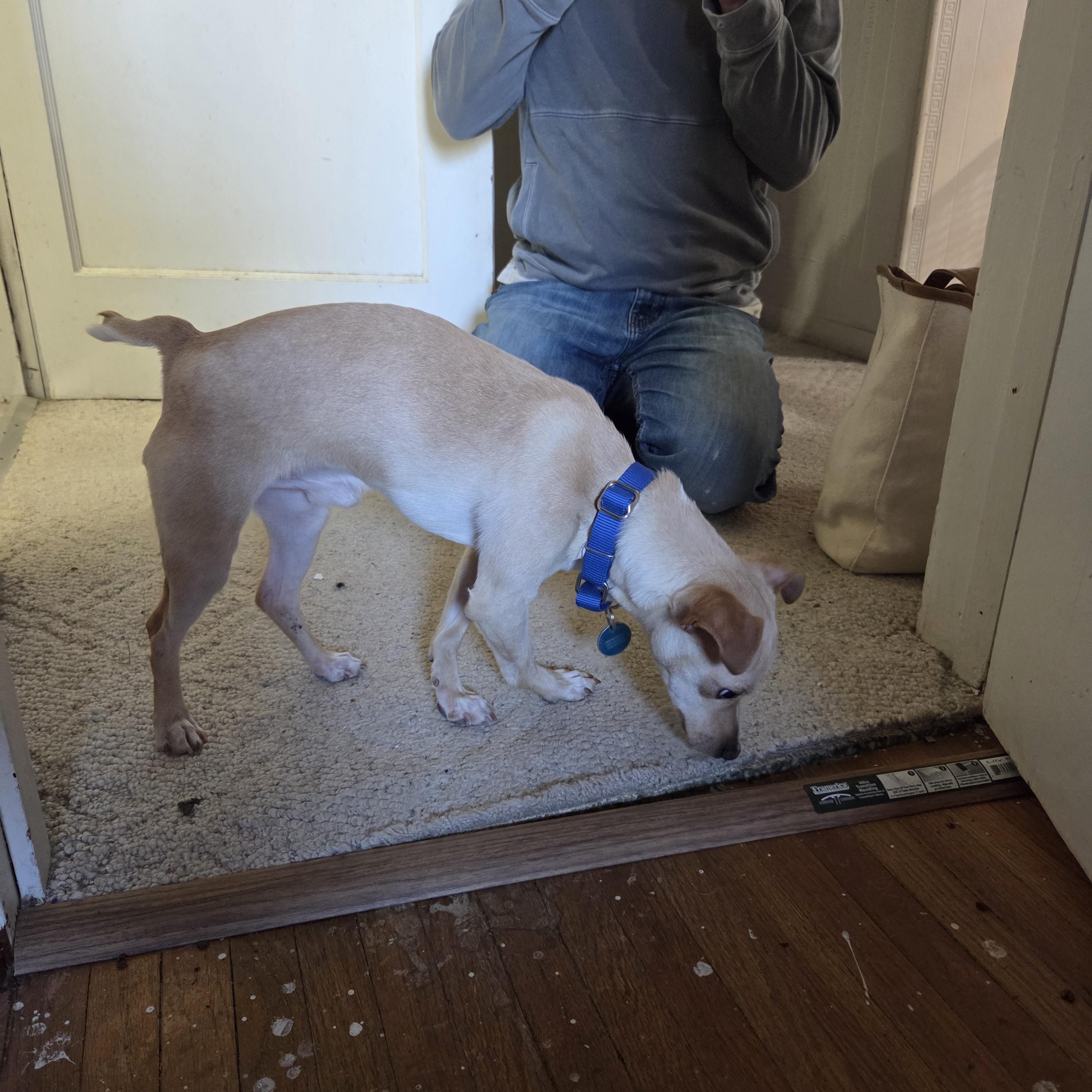 Enlarge Tiny Man, an adopted Mixed Breed in Sioux Falls, SD image 6/6