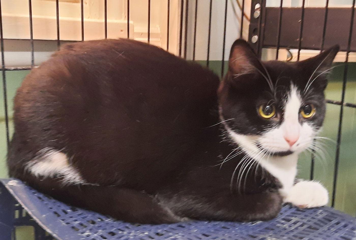 Judy, a Adoptable Domestic Short Hair in Mcconnelsville, OH image 1/2