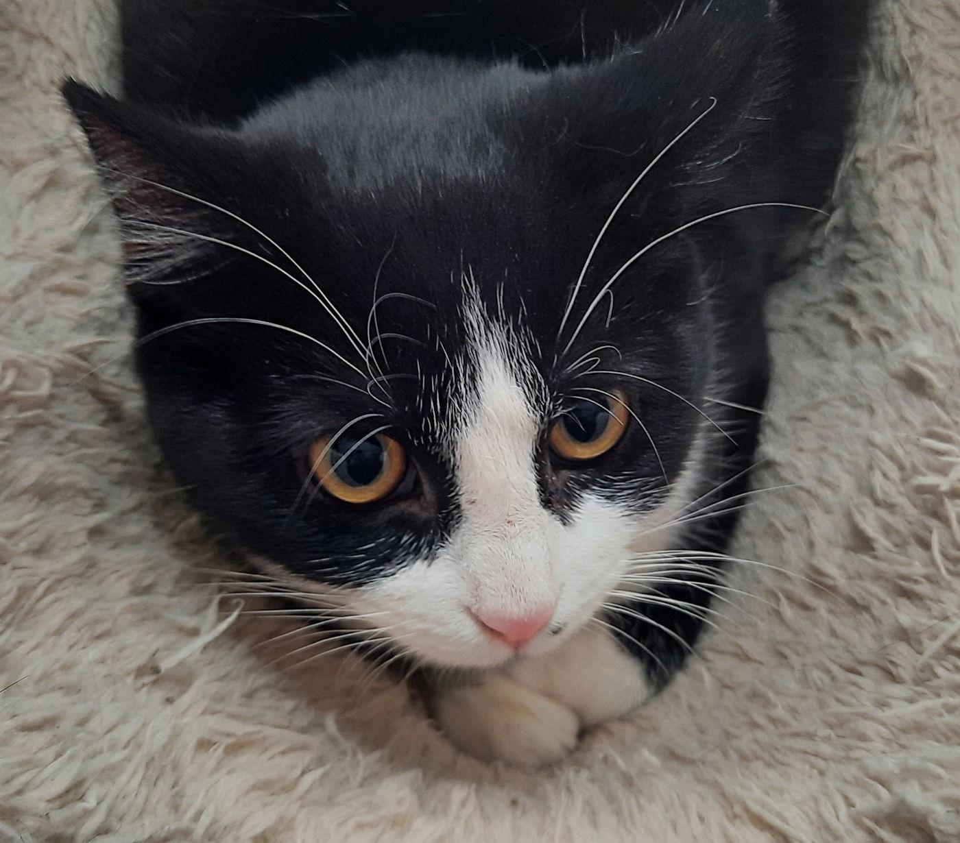 Judy, a Adoptable Domestic Short Hair in Mcconnelsville, OH image 2/2