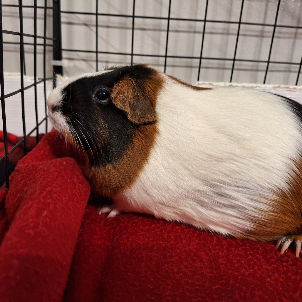 Callie, Adoptable, Adult Female Guinea Pig.