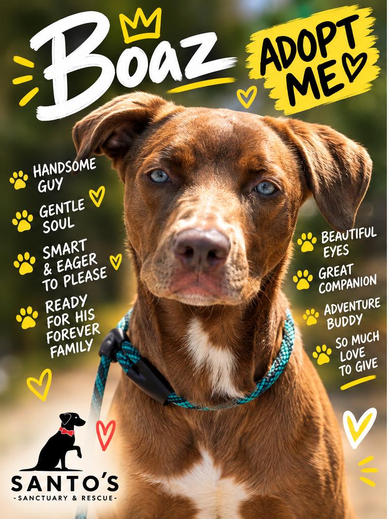 Boaz, Adoptable, Young Male Chocolate Labrador Retriever & American Staffordshire Terrier.