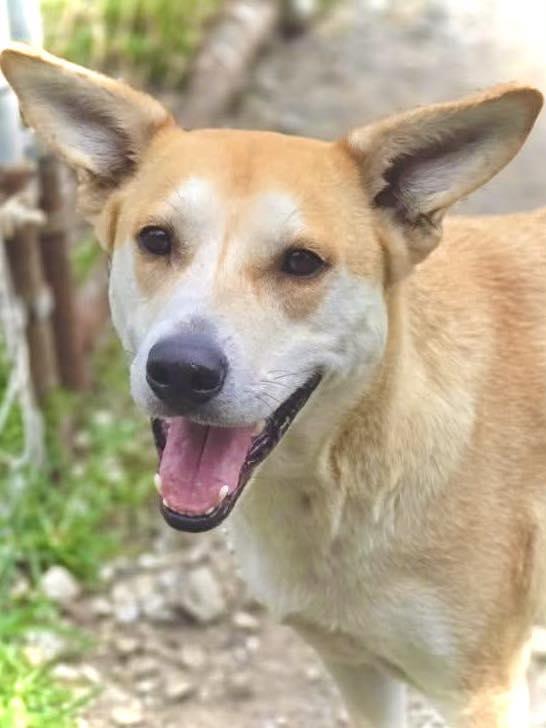 Enlarge Mandy, a Adoptable Mixed Breed in Chatsworth, GA image 2/2