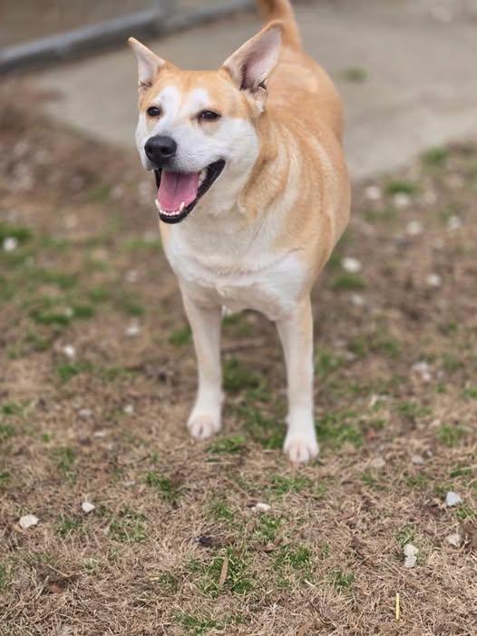 Mandy, a Adoptable Mixed Breed in Chatsworth, GA image 2/2