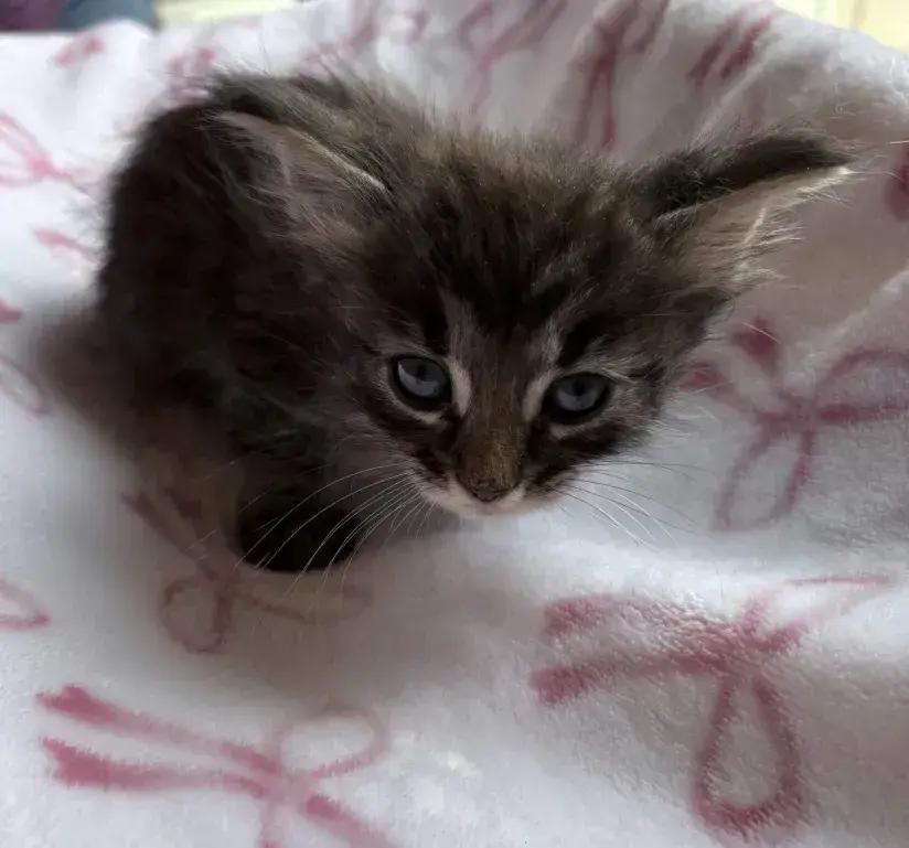 Enlarge Camille, a Adoptable Domestic Medium Hair in Grand Rapids, MI image 1/6