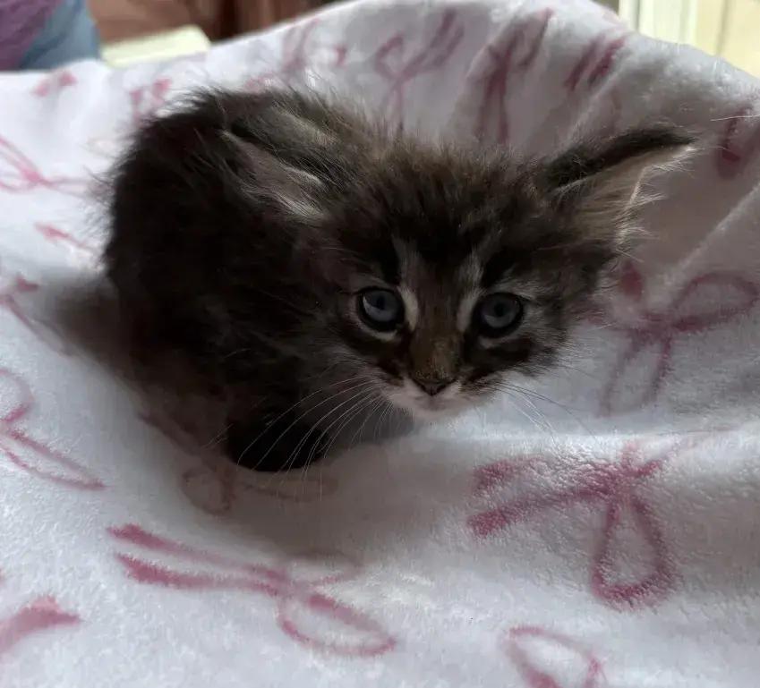 Enlarge Camille, a Adoptable Domestic Medium Hair in Grand Rapids, MI image 2/6