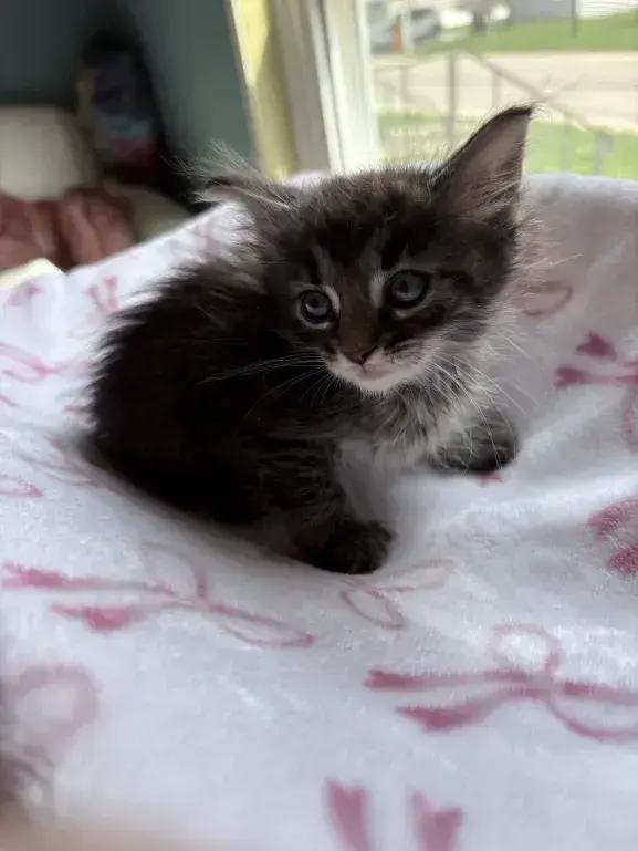 Enlarge Camille, a Adoptable Domestic Medium Hair in Grand Rapids, MI image 3/6