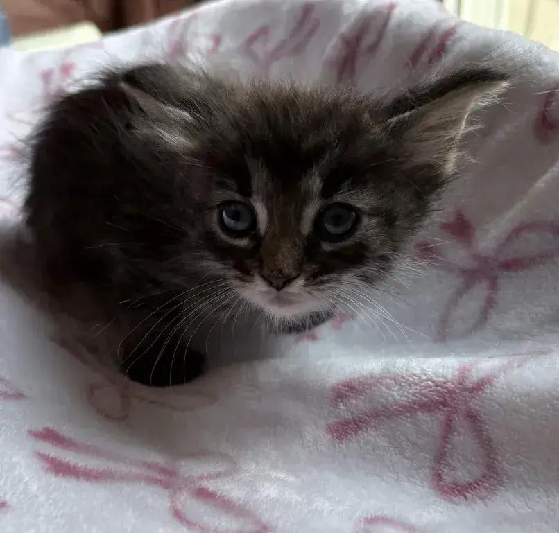 Enlarge Camille, a Adoptable Domestic Medium Hair in Grand Rapids, MI image 4/6