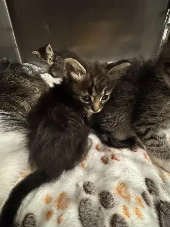 Enlarge Camille, a Adoptable Domestic Medium Hair in Grand Rapids, MI image 5/6