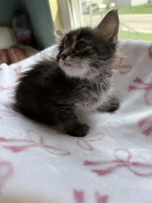 Enlarge Camille, a Adoptable Domestic Medium Hair in Grand Rapids, MI image 6/6