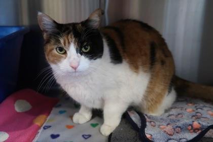 Enlarge Hey Girl, a Adoptable mixed breed in Scottsdale, AZ image 1/3